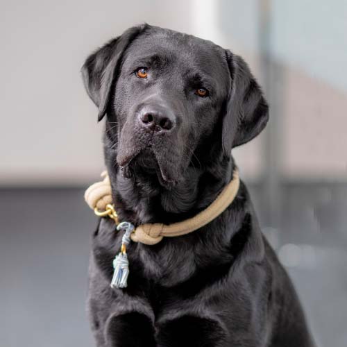 Portrait von Bruno (Hund)